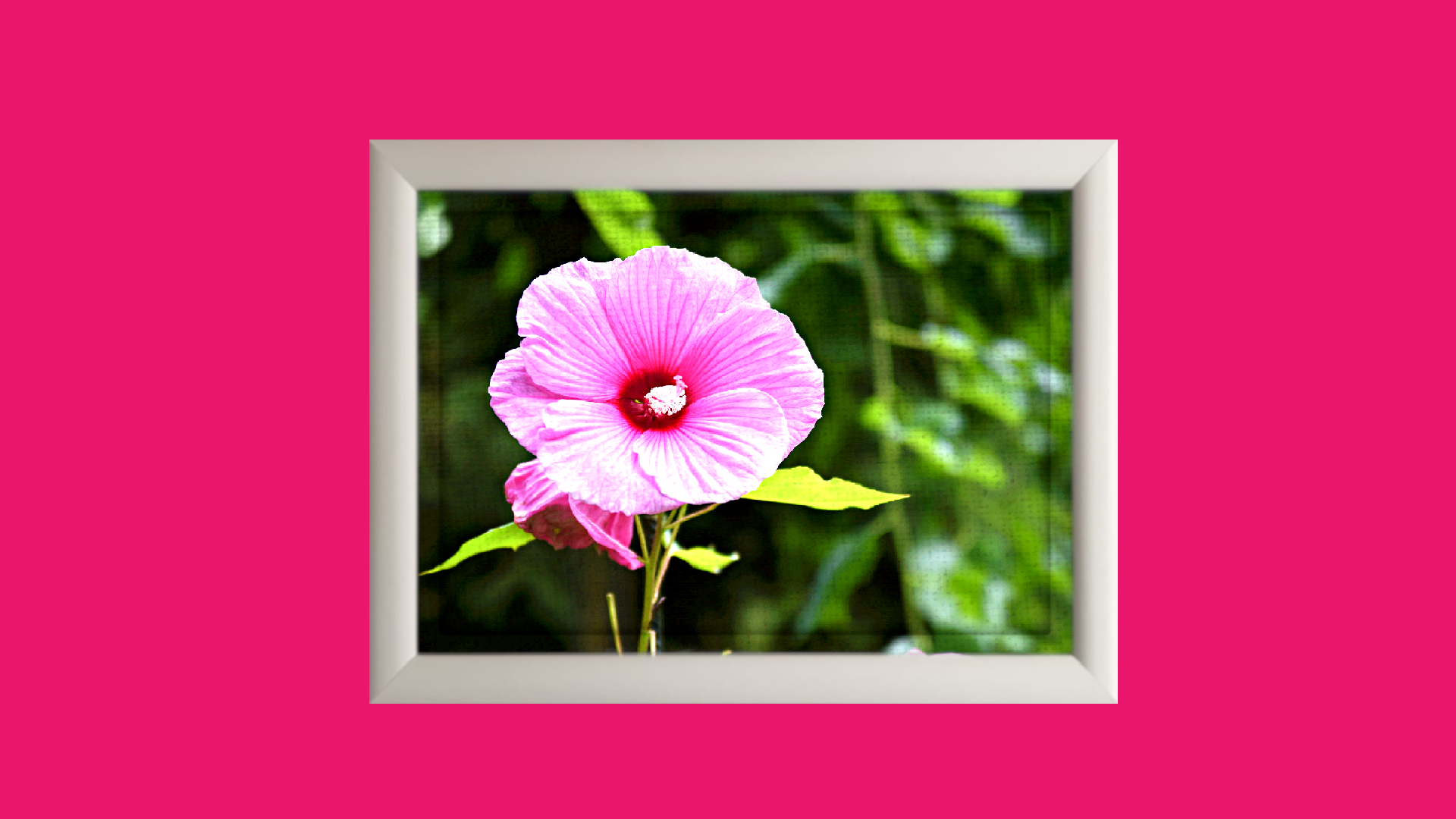 Tablou pe panză canvas 2D 30×40 cm peisaj, „Trandafir japonez roz”
